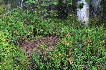 Obraz premium an anthill in the forest surrounded by lingonberry bushes with berries on a summer day
