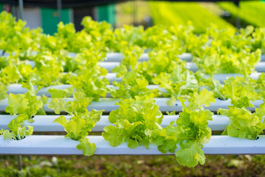 flowers in the garden, Organic plant farm at the north of Thailand 
