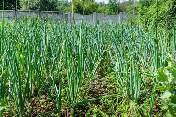 Green onion plants growing in a vegetable garden. Fresh spring crops in neat rows with fertile soil. Natural outdoor farming environment