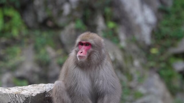 Adult macaque sits on the stone edge of a hot spring onsen, dry fluffy fur against green rocks. The animal gazes into the distance, turns its head, then scratches its side calmly.