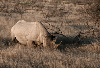 Wild white rhino grazing in grassy nature © Andrzej
