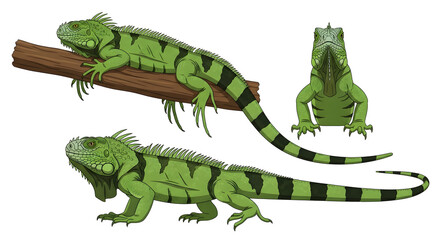 Obraz premium Green Iguana Illustration Set with Cartoon Lizard Character in Different Poses Isolated on PNG