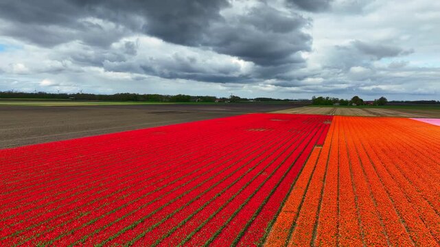 Tulip field aerial drone flying over beautiful colored tulip agriculture field in Flevoland Netherlands. Tulip fields color various areas in Holland during springtime.