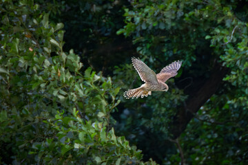 Fototapeta premium kestrel hovering 