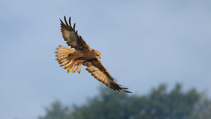 Fototapeta premium Marsh harrier in flight 
