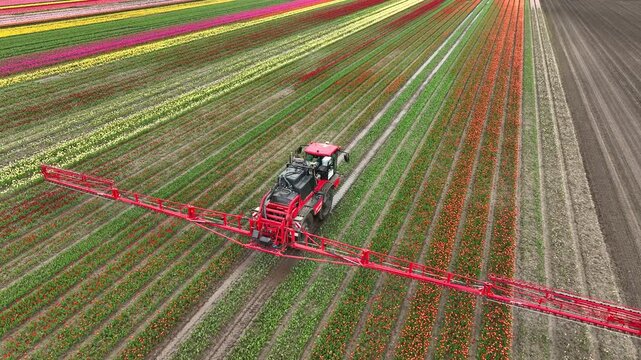 Agricultural crops sprayer spraying pesticide or fertilizer on a field of tulips during springtime aerial footage.