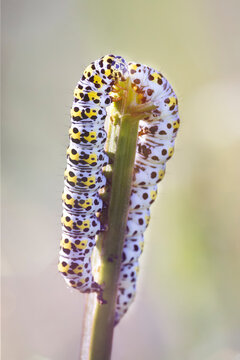 Mullein moth caterpillars in a meadow