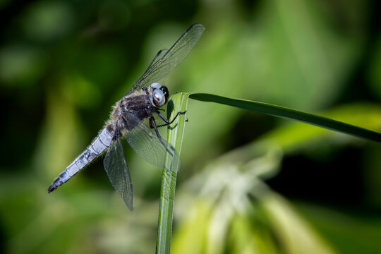 blue dasher dragonfly resting in the sun