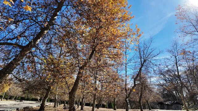 Yucaipa, California, January 26, 2026Oak Trees in a Park with the wind and birds singing as the leaves fall