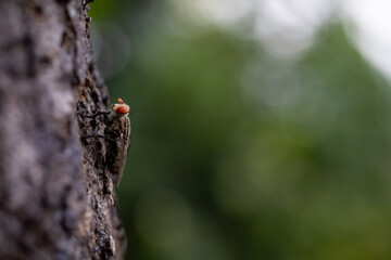 Fly resting on tree bark outdoors, close up photo with shallow depth of field