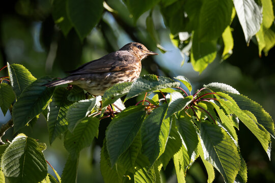 song thrush perched in tree