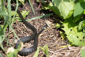 Obraz premium Grass snake lies on old foliage. Close up