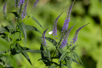 Blossoming sage on a summer meadow close ou