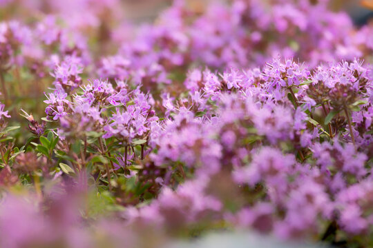 Blooming sticky catchfly or Viscaria vulgaris as background for design