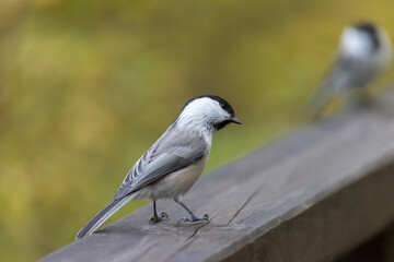 A close-up of a Marsh tit sitting on a horizontal bar