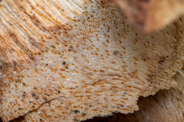 Obraz premium Jackfruit wood surface texture with natural pores, close up photo in daylight