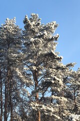 Frosty winter landscap. Pines in fluffy snow against a blue sky. Walking in the park on a frosty day. Natural background. Tree branches. Looking up at the sky. Trees under the snow.