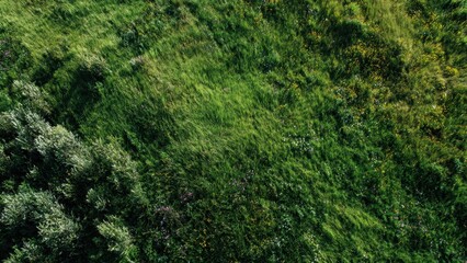 Lush Green Meadow Aerial View