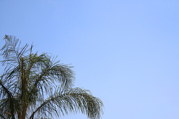 Colorful plants in a Mediterranean garden. Selective focus.