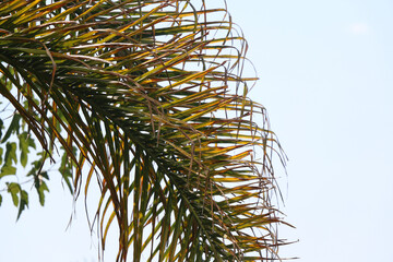 Colorful plants in a Mediterranean garden. Selective focus.