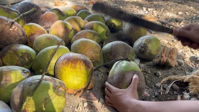 With controlled swings, the machete peels off the skin of old coconuts efficiently.