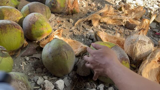 Traditional machetes cut coconut fibers with precision to open the shell and get to the fruit.