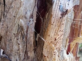 Macro Texture of Dried Banana Tree Bark - Detailed Background of Weathered Organic Fiber and Natural Brown Botanical Layers