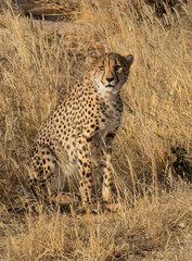 Naklejka premium Cheetah sits in dry savanna, Etosha National Park, Namibia