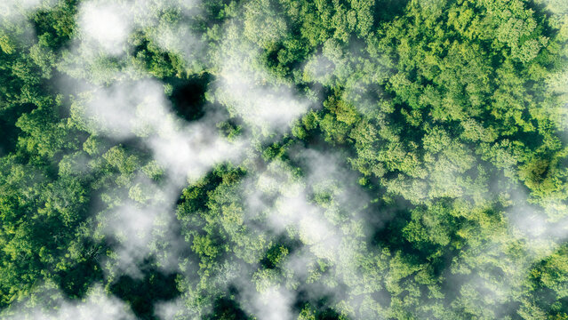 Green tree nature background for carbon neutrality and net zero emissions concept. Drone view of green tree captures CO2 to Sustainable green environment.