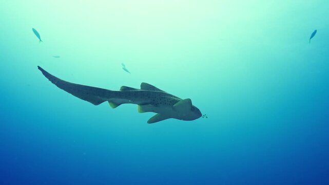 Zebra Shark Swimming Through Clear Blue Water with Distant Reef Fish