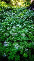 Obraz premium Woodruff Plants with Clusters of Small White Flowers Growing in Forest Shade with Dappled Sunlight, Shallow Depth of Field