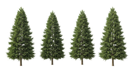 Fototapeta premium Four green pine trees with conical shapes on black background evergreen conifer, Isolated On Png Transparent Background