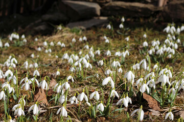 Garden full of blooming snowdrops