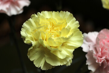 Macro photo of blooming yellow carnation