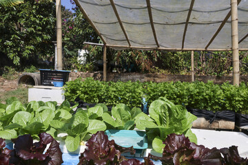 Healthy hydroponic farm showing organic green lettuce growing outdoors under bright sunlight with peaceful fresh vegetable garden atmosphere and agriculture nature background