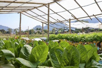 Fresh organic green cos lettuce growing in sunny farm greenhouse under plastic roof with mountain view background showing healthy agricultural growth and clean vibrant vegetable production