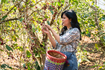 Obraz premium woman is picking fruit from tree
