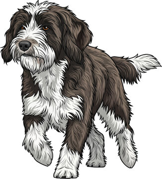 Schapendoes dog walking forward attentive trotting movement