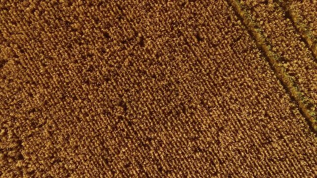 Wheat growing uniformly in cultivated lines. Barley aligning across sunlit rural surface. Grain forming regular golden structure. Rye spreading in parallel agricultural rows
