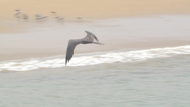 Frigatebird flying low over sea and sandy shoreline Piura Peru