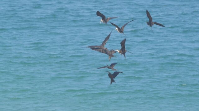 Large group of frigatebirds fighting for food midair above the sea Piura Peru