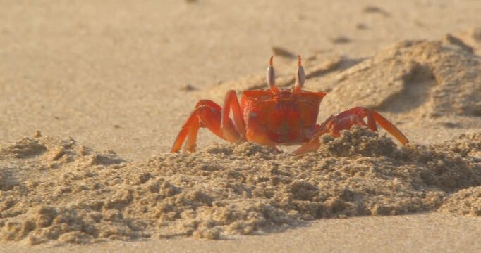 Crab flattening sand with claws then entering burrow Piura Peru