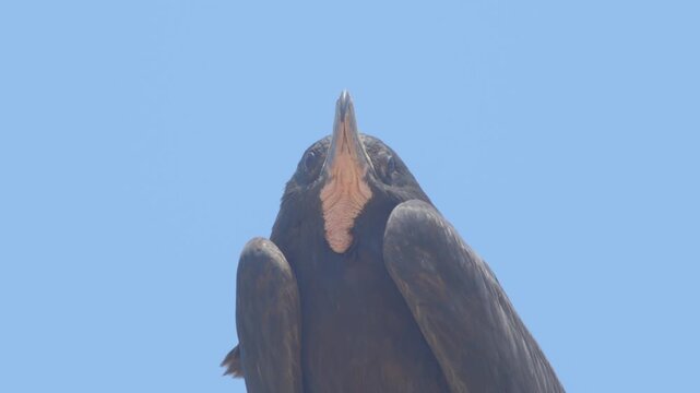 Extreme close up of perched male frigatebird face looking forward and sideways Piura Peru
