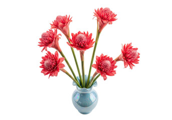Obraz premium Vibrant pink torch ginger (etlingera elatior) flowers in a light blue iridescent wavy-rimmed ceramic vase, flat lay on a bright white background with copy space, concept for tropical floral beauty