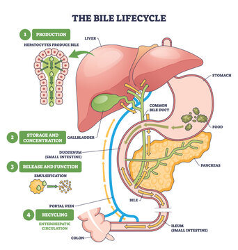 Bile lifecycle brief shows liver, gallbladder, and bile duct stages of production, storage, release, and recycling through the gut. Outline diagram