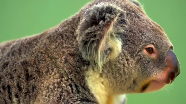 A close-up side profile of a gray koala against a green background