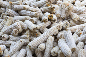 Closeup pile of dry corn cob with rough texture in agriculture farm show concept of nature waste and biomass energy fuel material or animal feed background