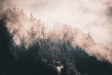 Fototapeta premium Mystical foggy forest with sunlight rays breaking through mist and pine tree silhouettes creating dramatic moody autumn atmosphere perfect for nature landscape and fine art photography themes