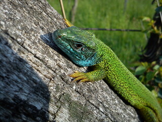 Fototapeta premium Lizard on the log