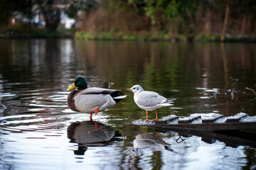 Obraz premium Seagull and a duck on a lake in a park during winter
